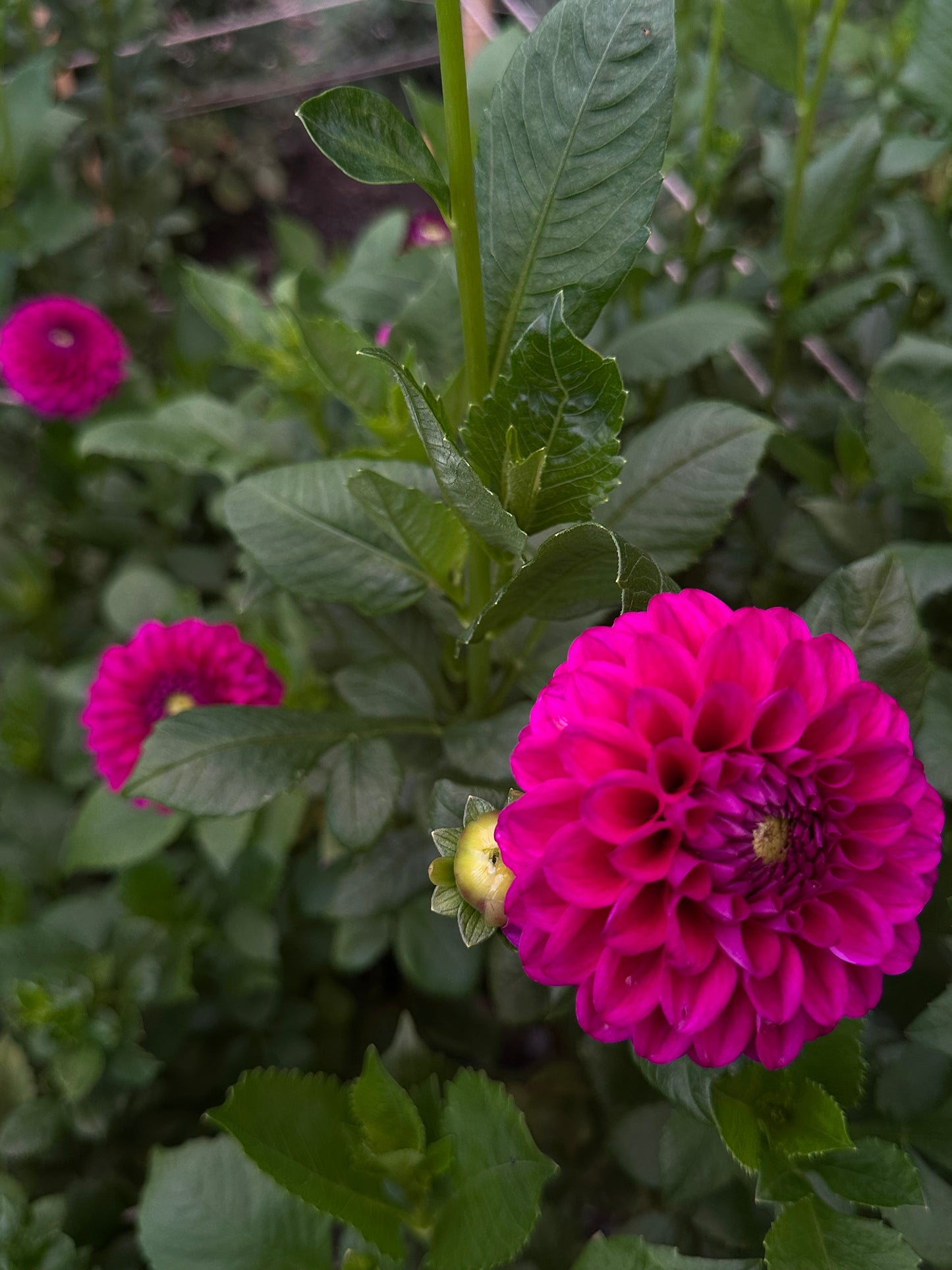 Cryfield Harmony Dahlia Tuber
