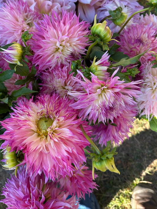 Bouquet of pink and purple dahlias with green leaves.