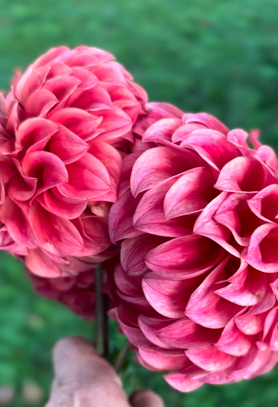 Sylvia Craig Hunter Dahlia Tuber