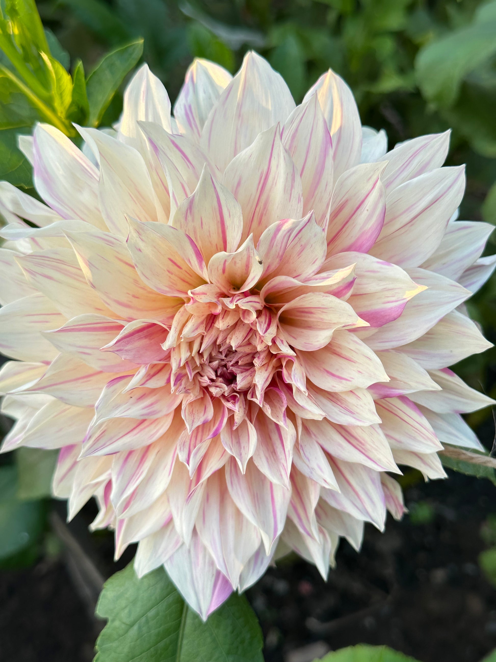 Large, creamy dahlia flower with light pink variegation and green leaves in the background