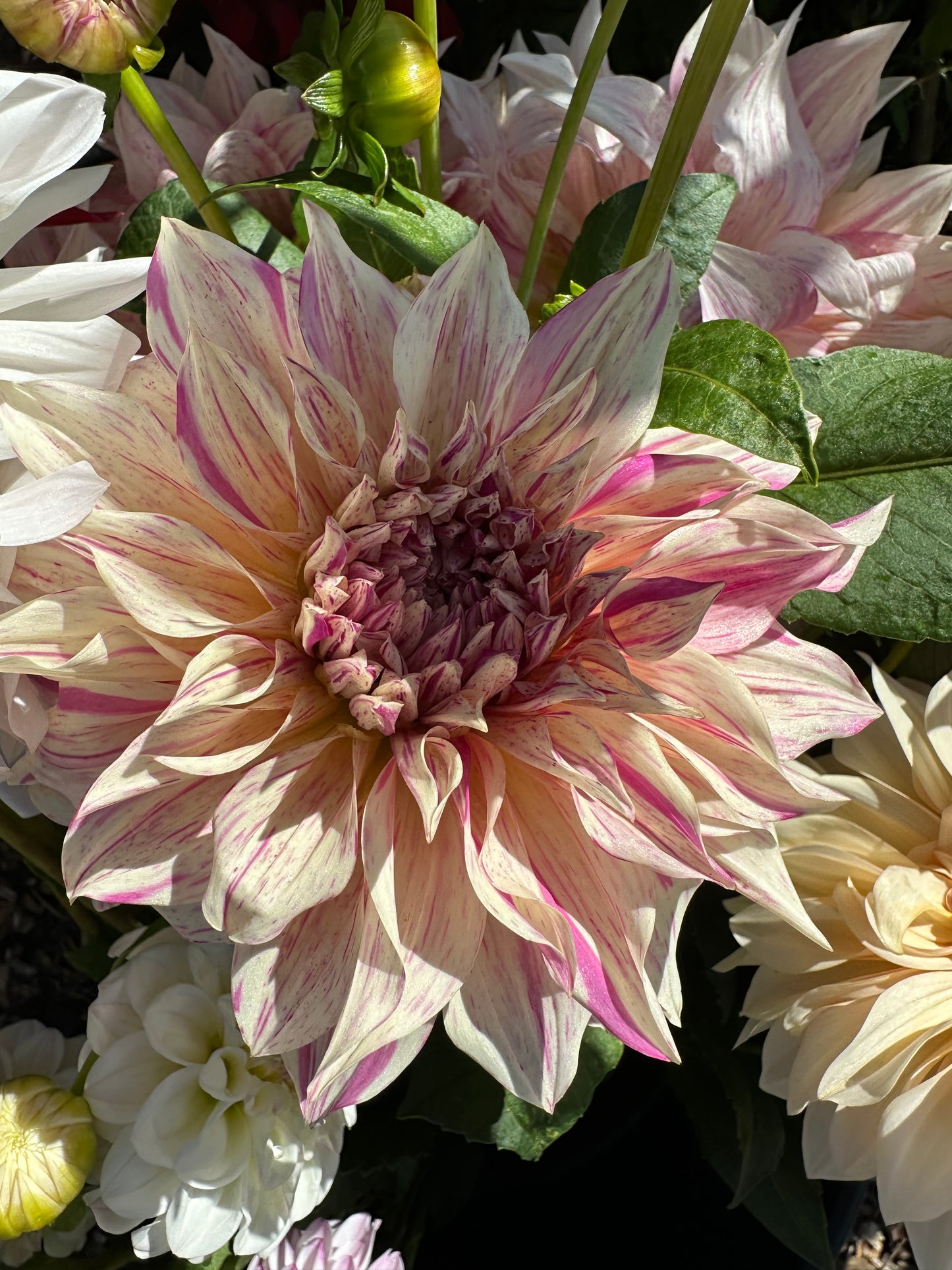 Close-up of a large creamy dahlia flower with pink variegation and green leaves in the background