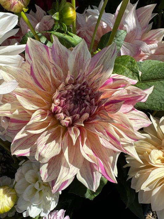 Close-up of a large creamy dahlia flower with pink variegation and green leaves in the background