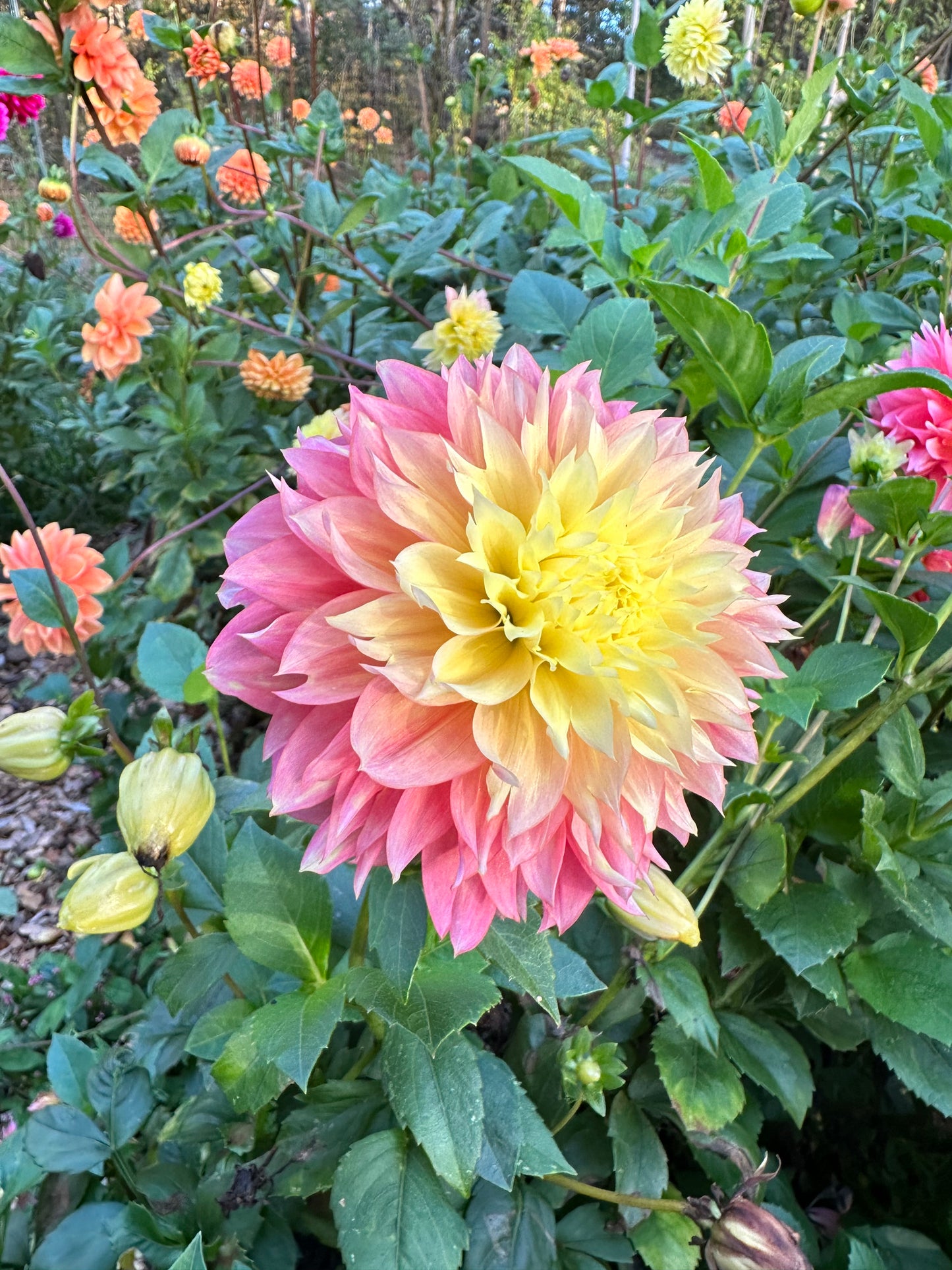 Kogane Fubuki Dahlia Tuber