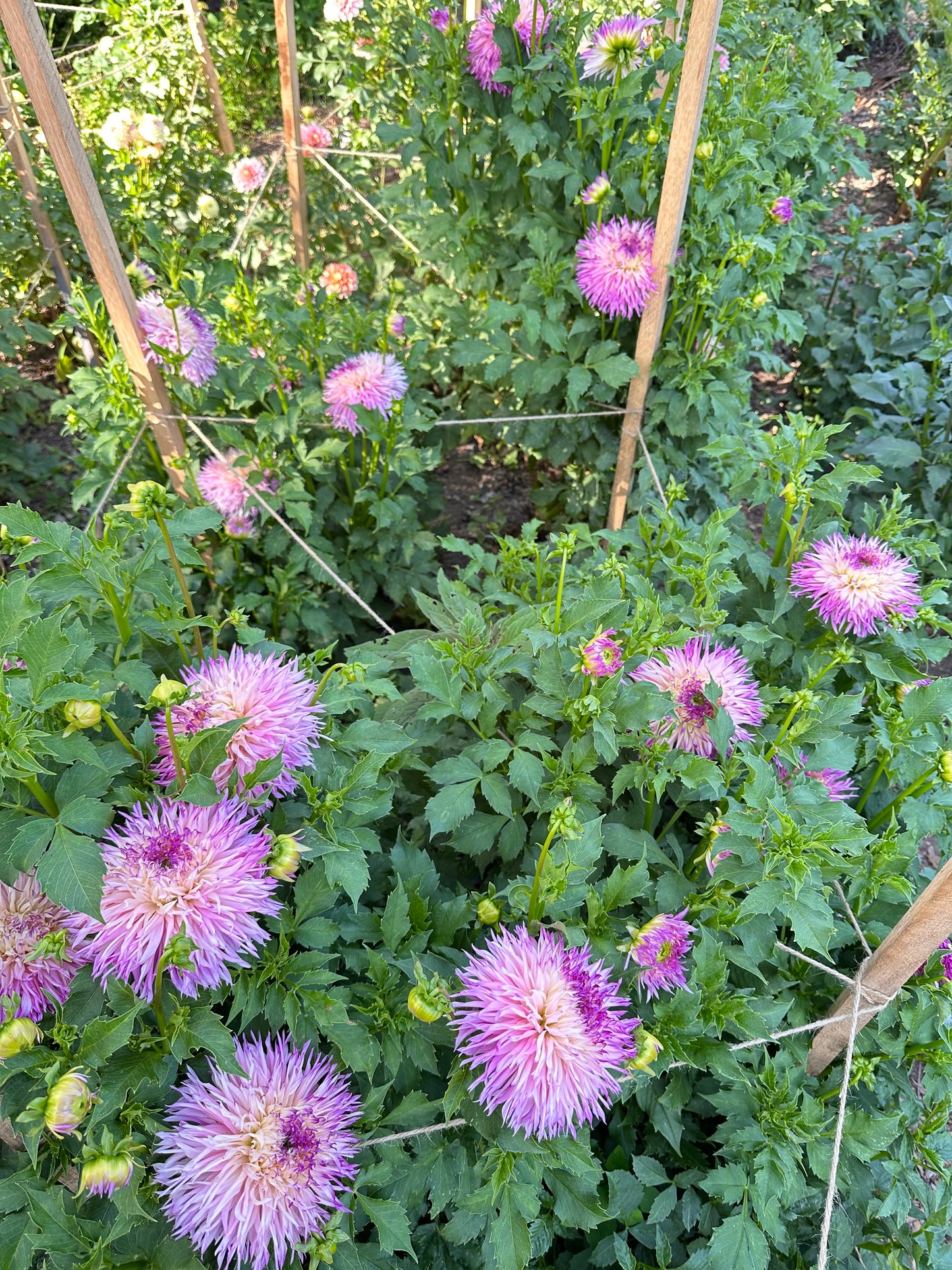 Purple and pink dahlias with green leaves in a natural setting