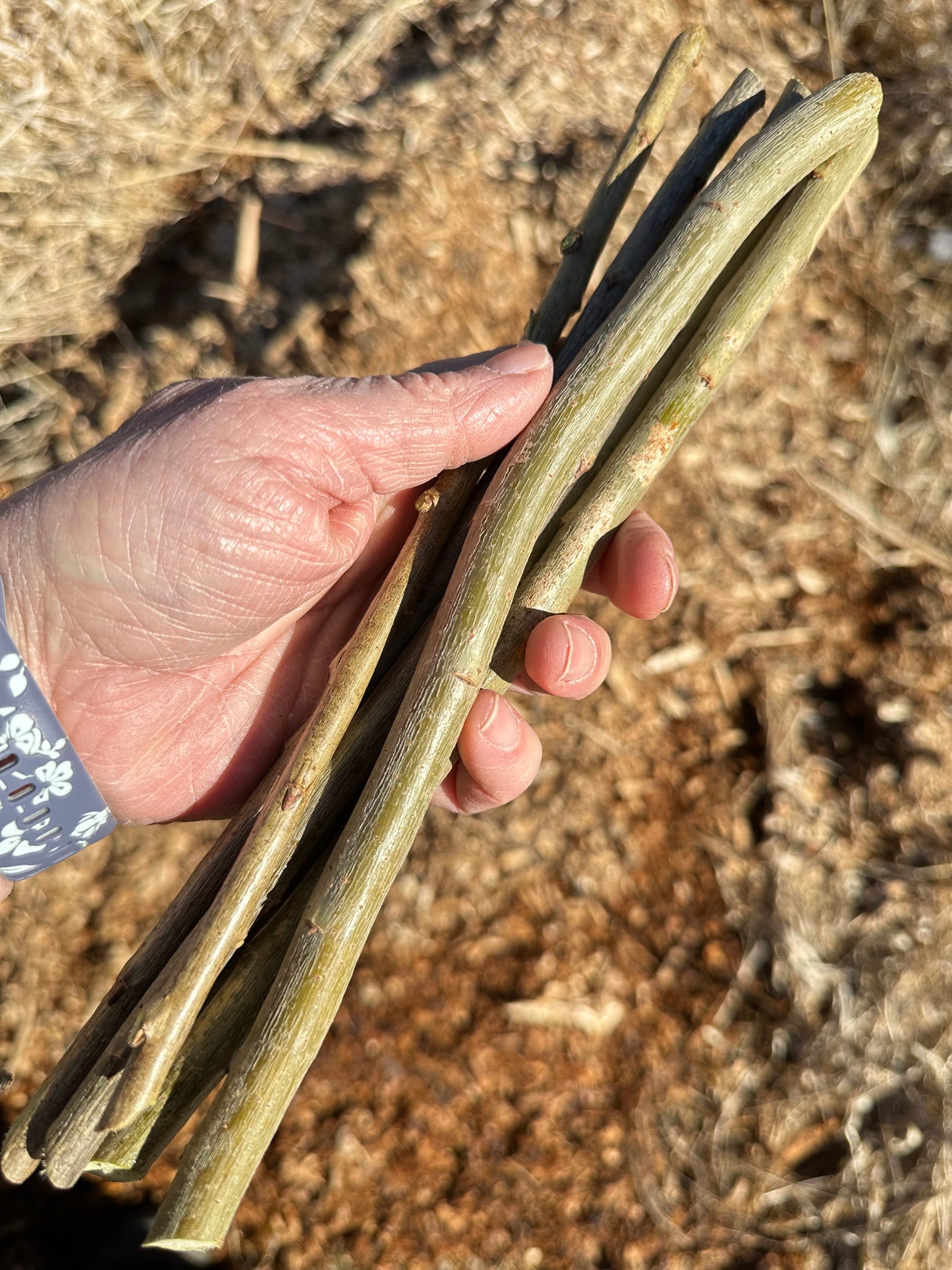 Highway Willow (5 unrooted cuttings)