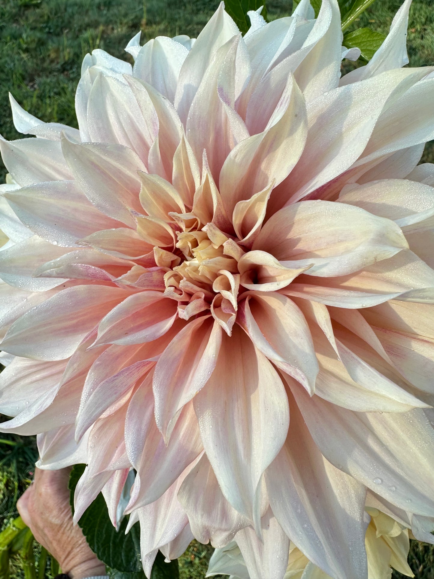 Cafe au Lait Dahlia Tuber