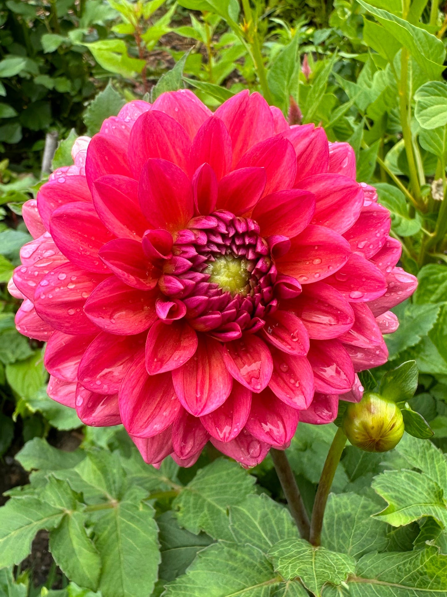 Deep salmon pink flower  and a tight bud with green leaves in the background