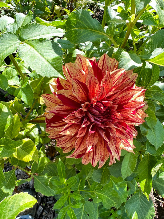 Harvey Koop Dahlia Tuber