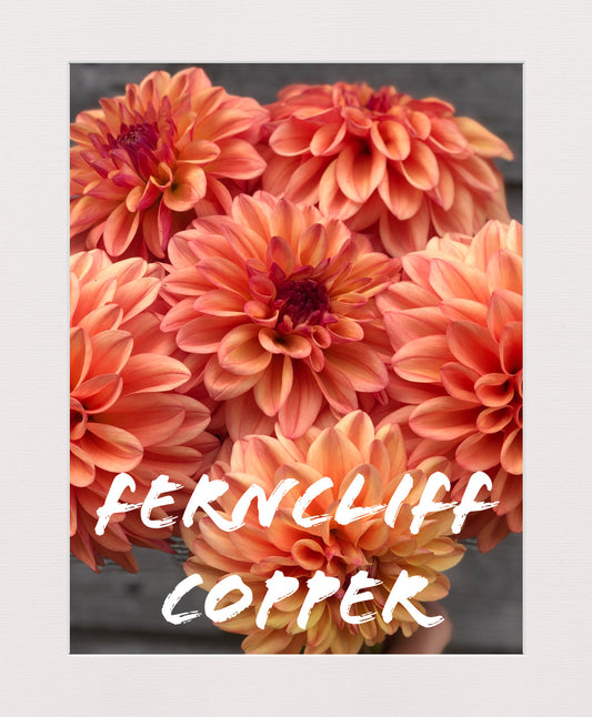 Ferncliff Copper Dahlia Tuber