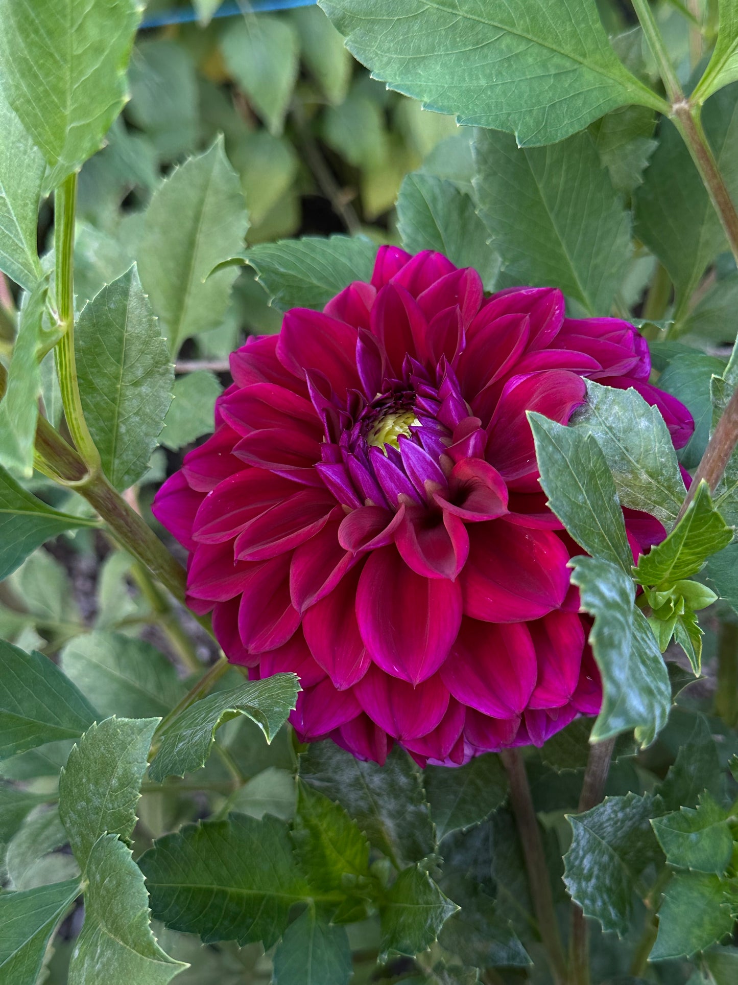 Close-up of a vibrant magenta flower with green leaves in the background