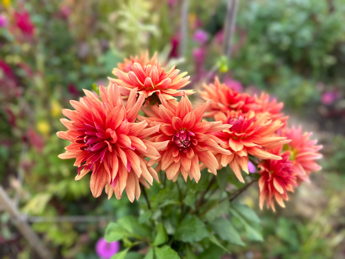 Good Day Dahlia Tuber