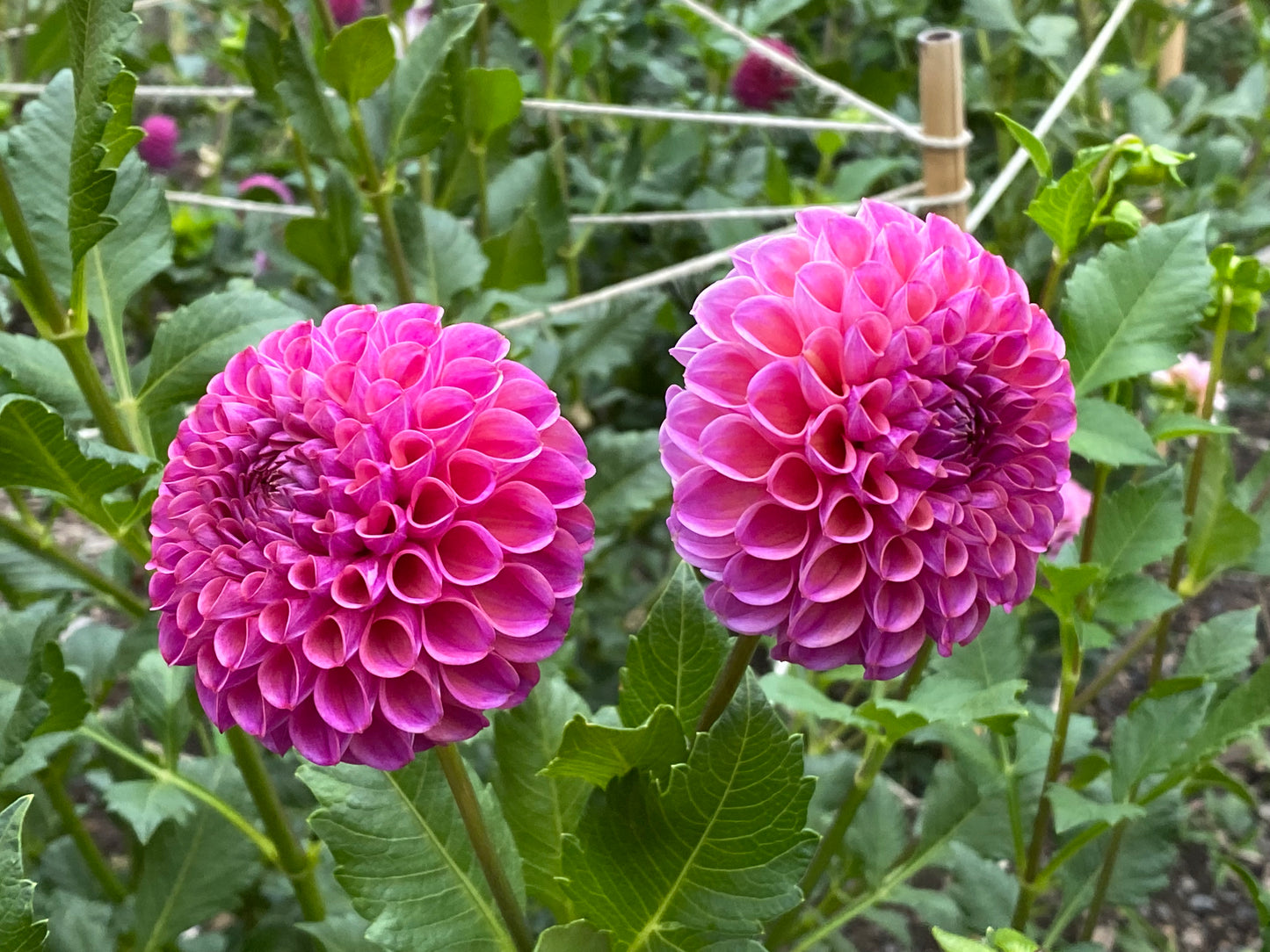 Caitlin’s Joy Dahlia Tuber