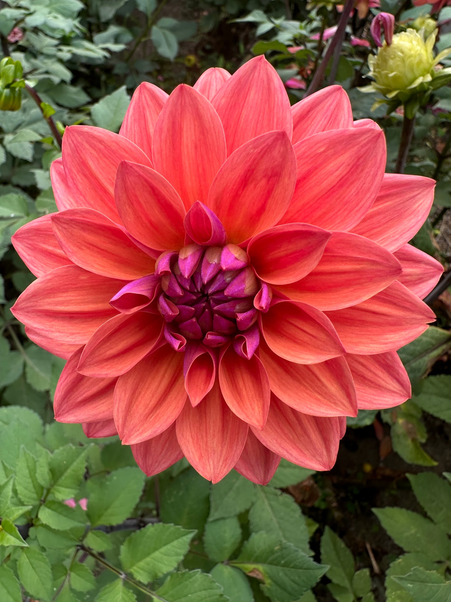 American Dawn Dahlia Tuber