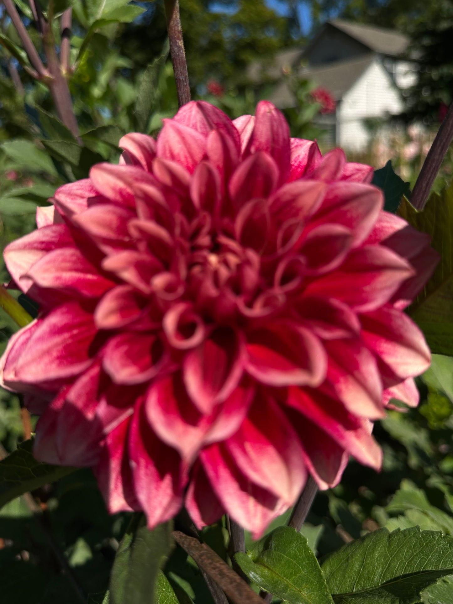 Bloomquist York Dahlia Tuber