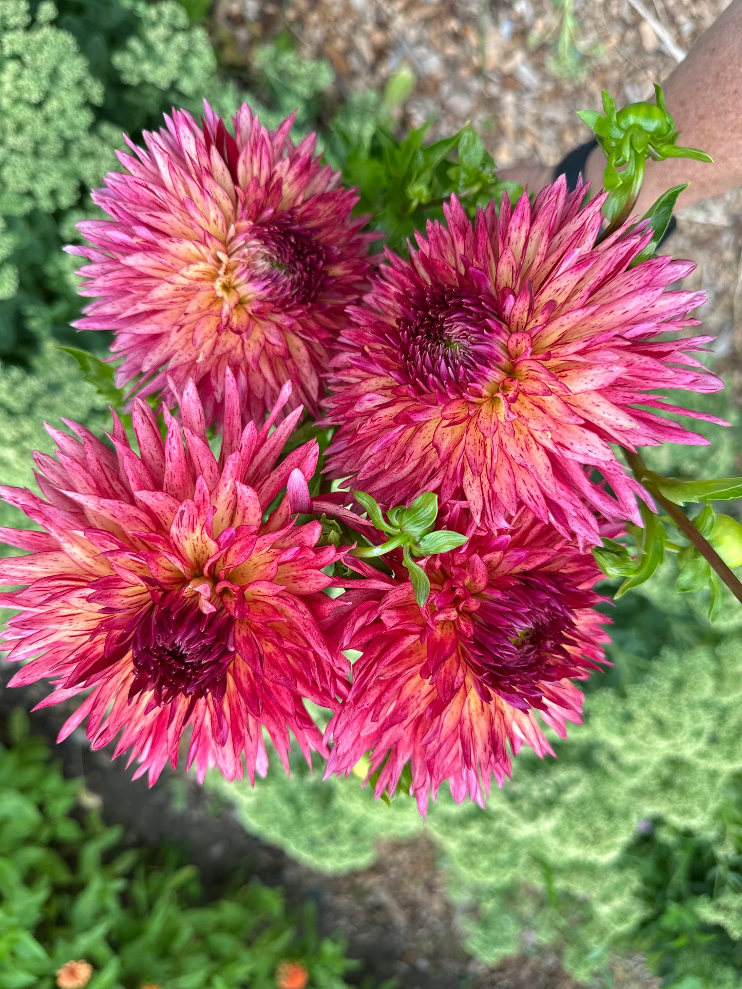 Colwood Scheri Dahlia Tuber