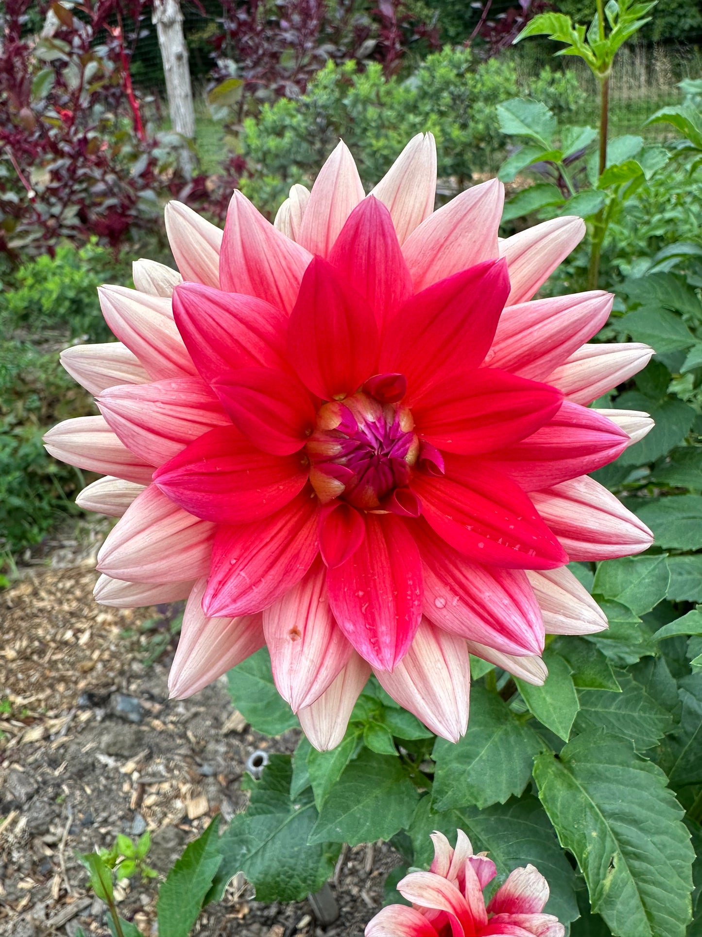 Awe Shucks Dahlia Tuber