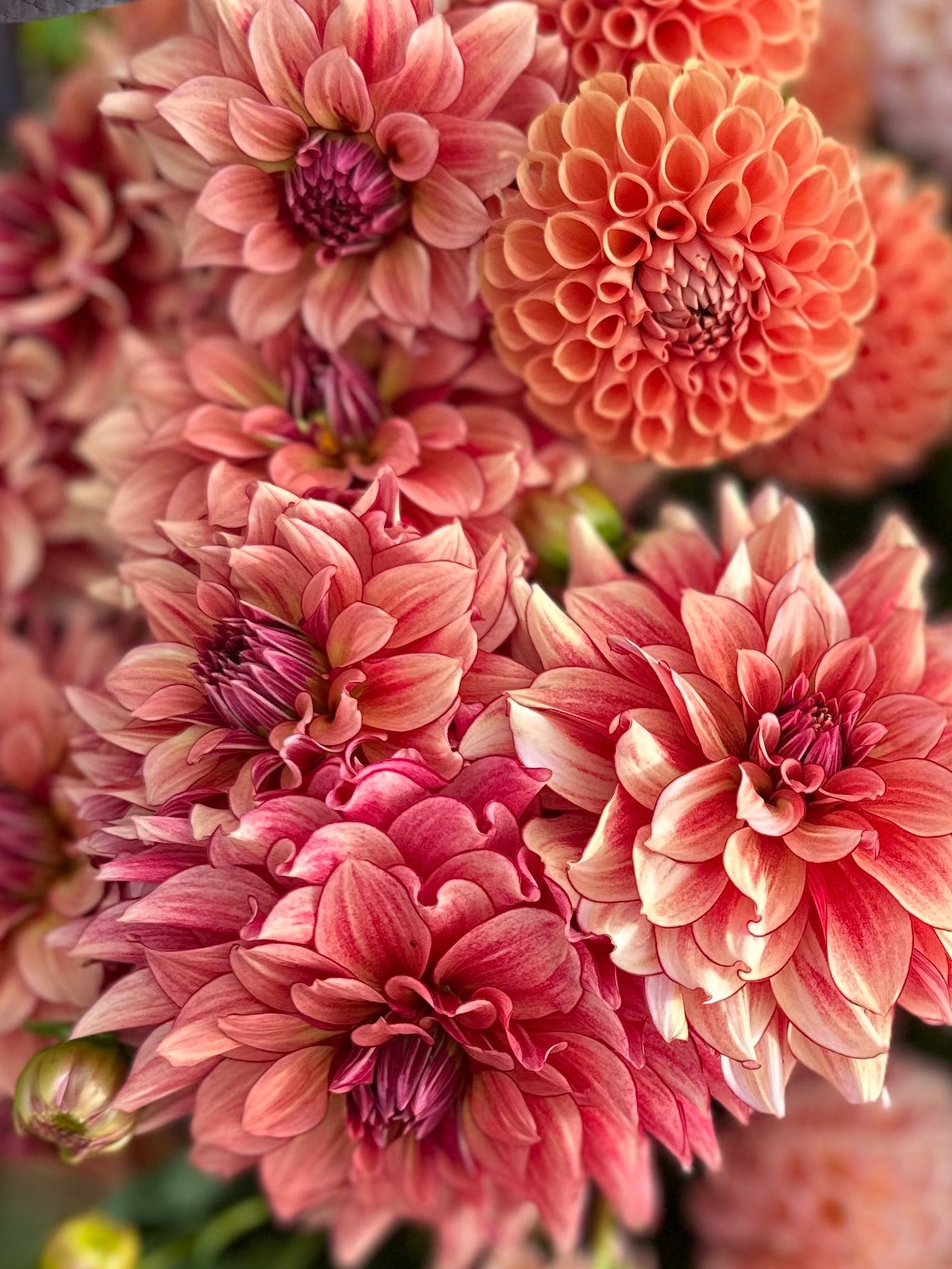 Close-up of muted orange dahlias with a blurred background