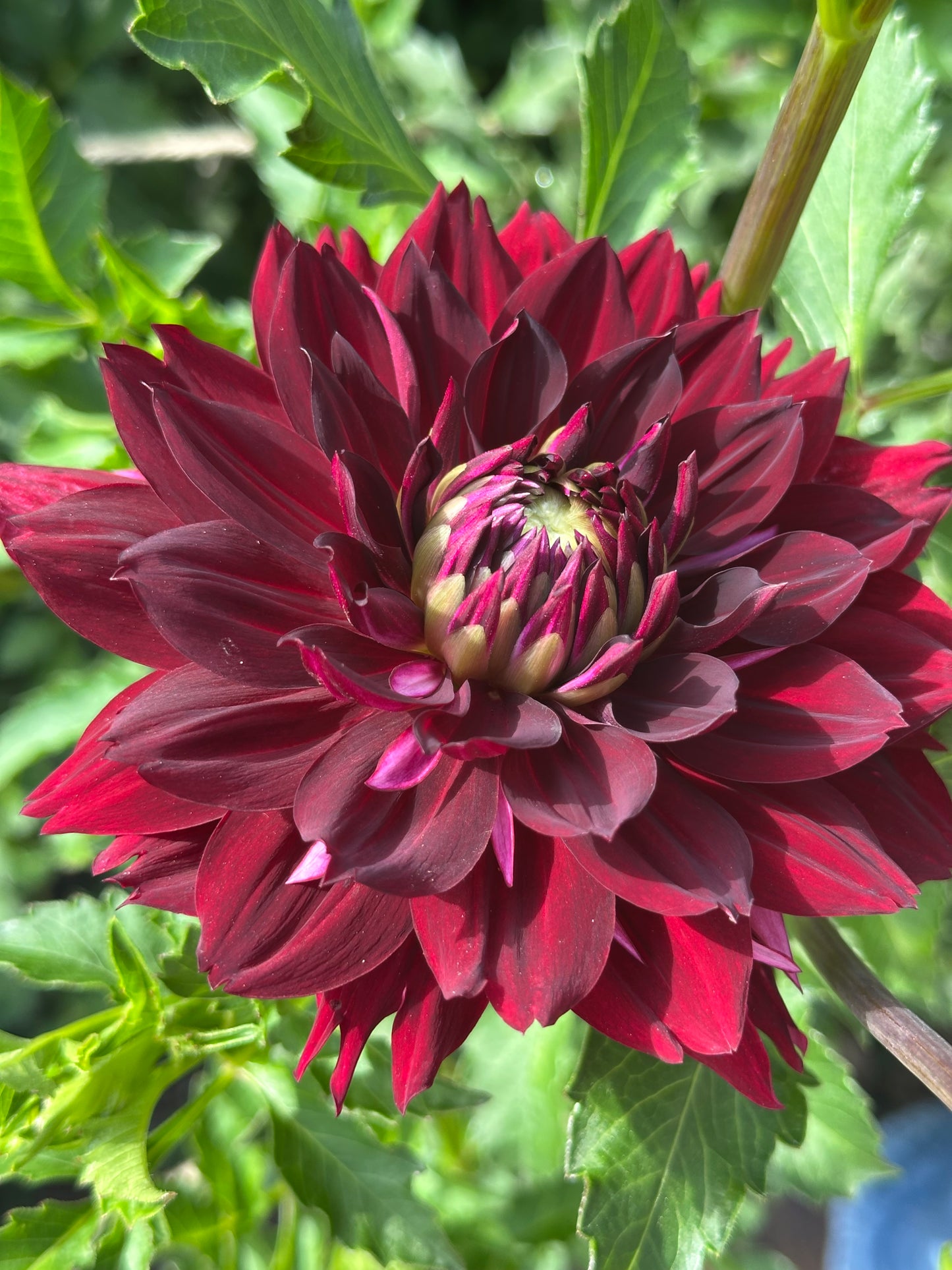 Hollyhill Black Widow