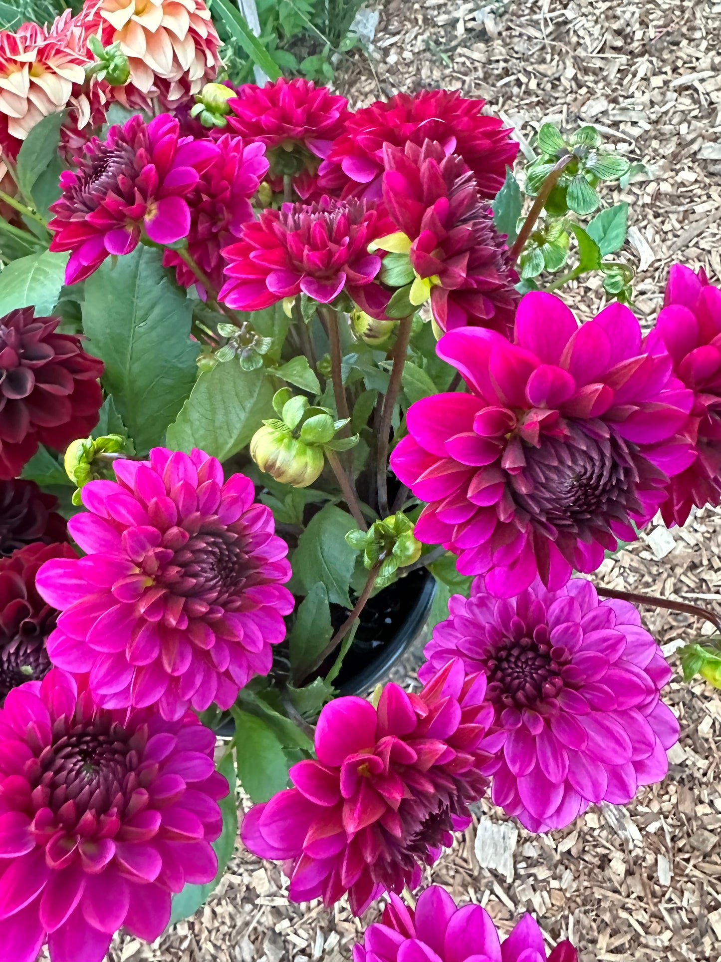 Lilac Bull Dahlia Tuber