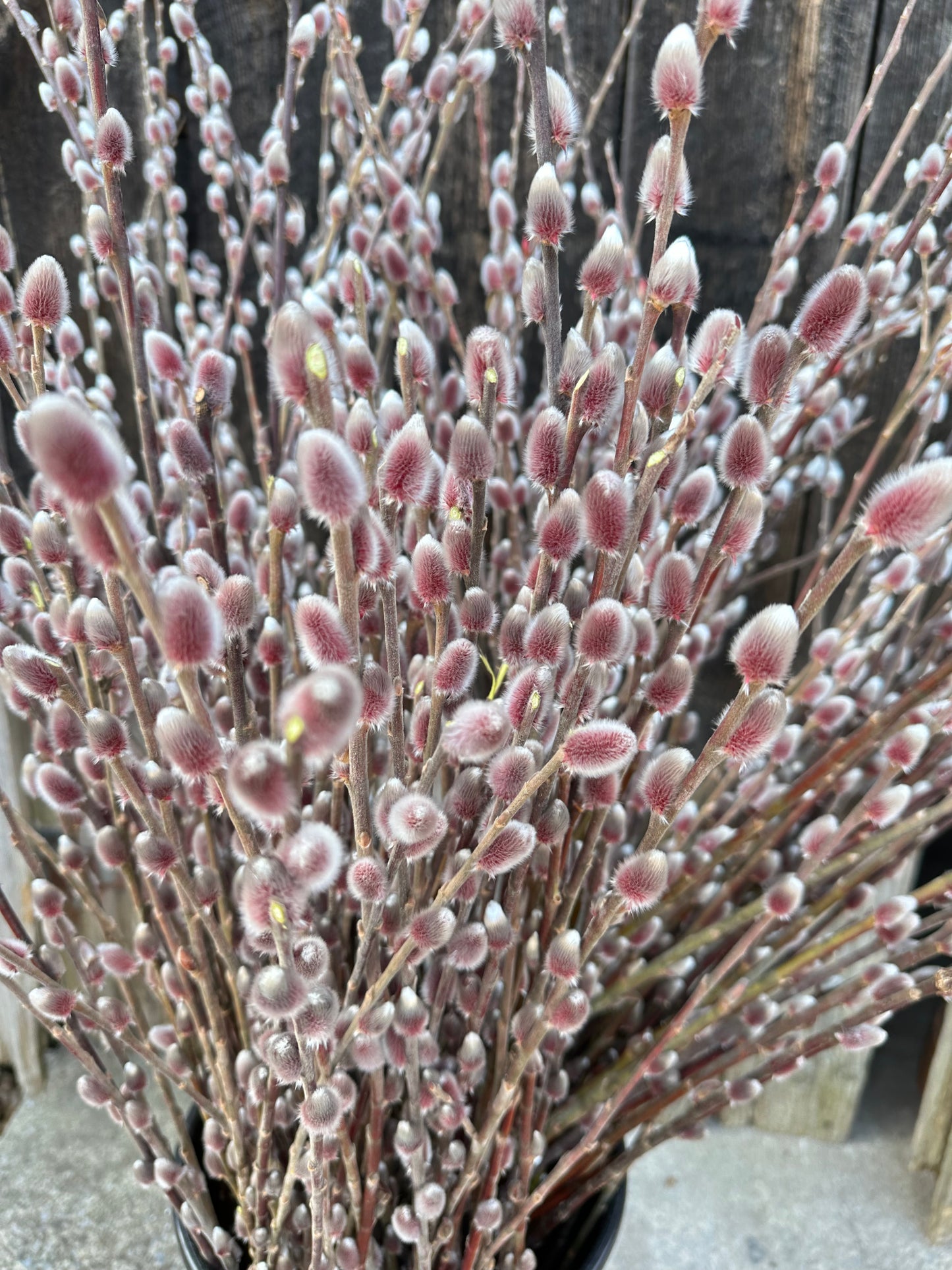 Pink Pussy Willow, unrooted cuttings (5 cuttings), Salix gracilistyla ‘Mt. Aso’