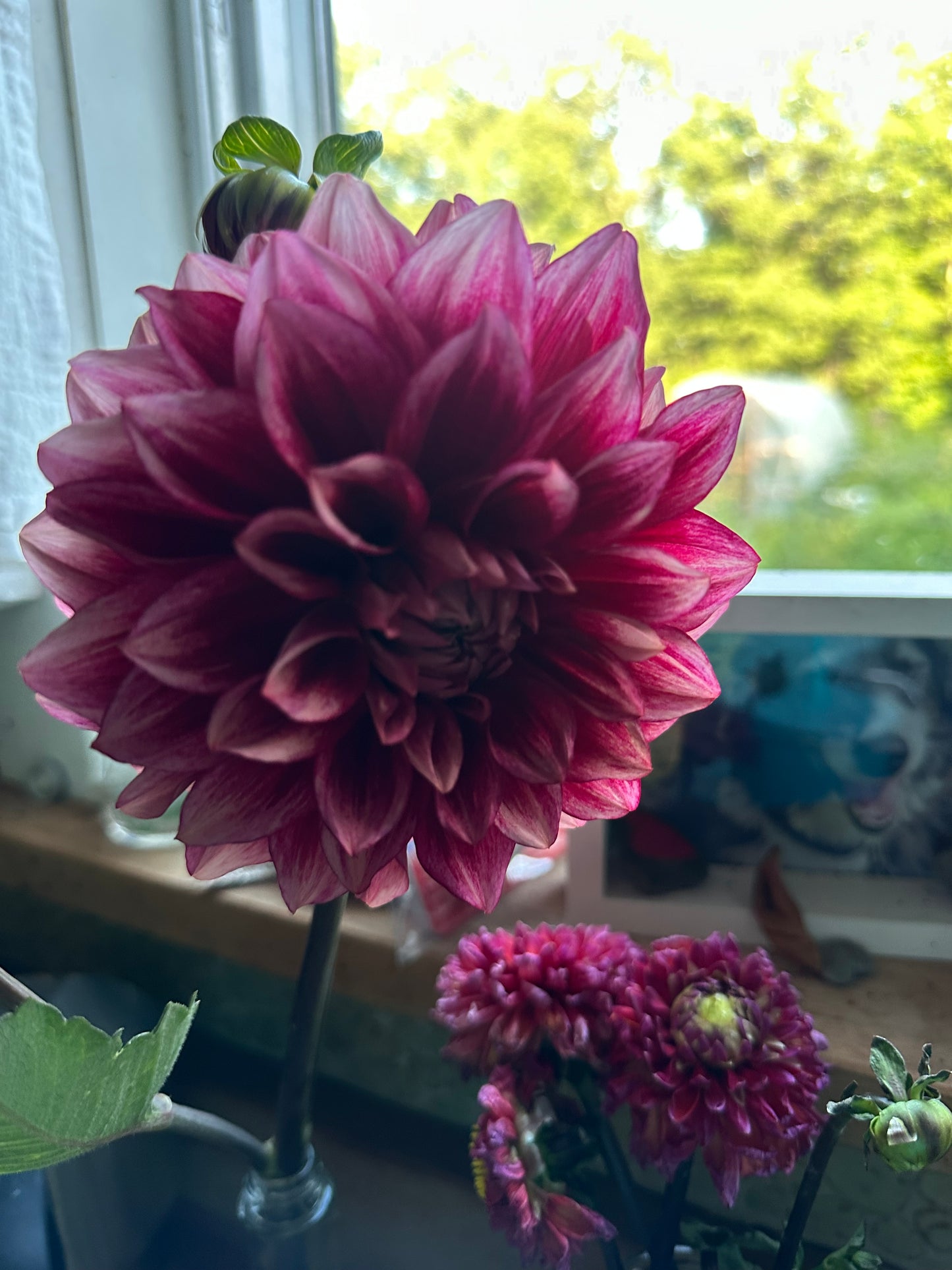 Bloomquist York Dahlia Tuber
