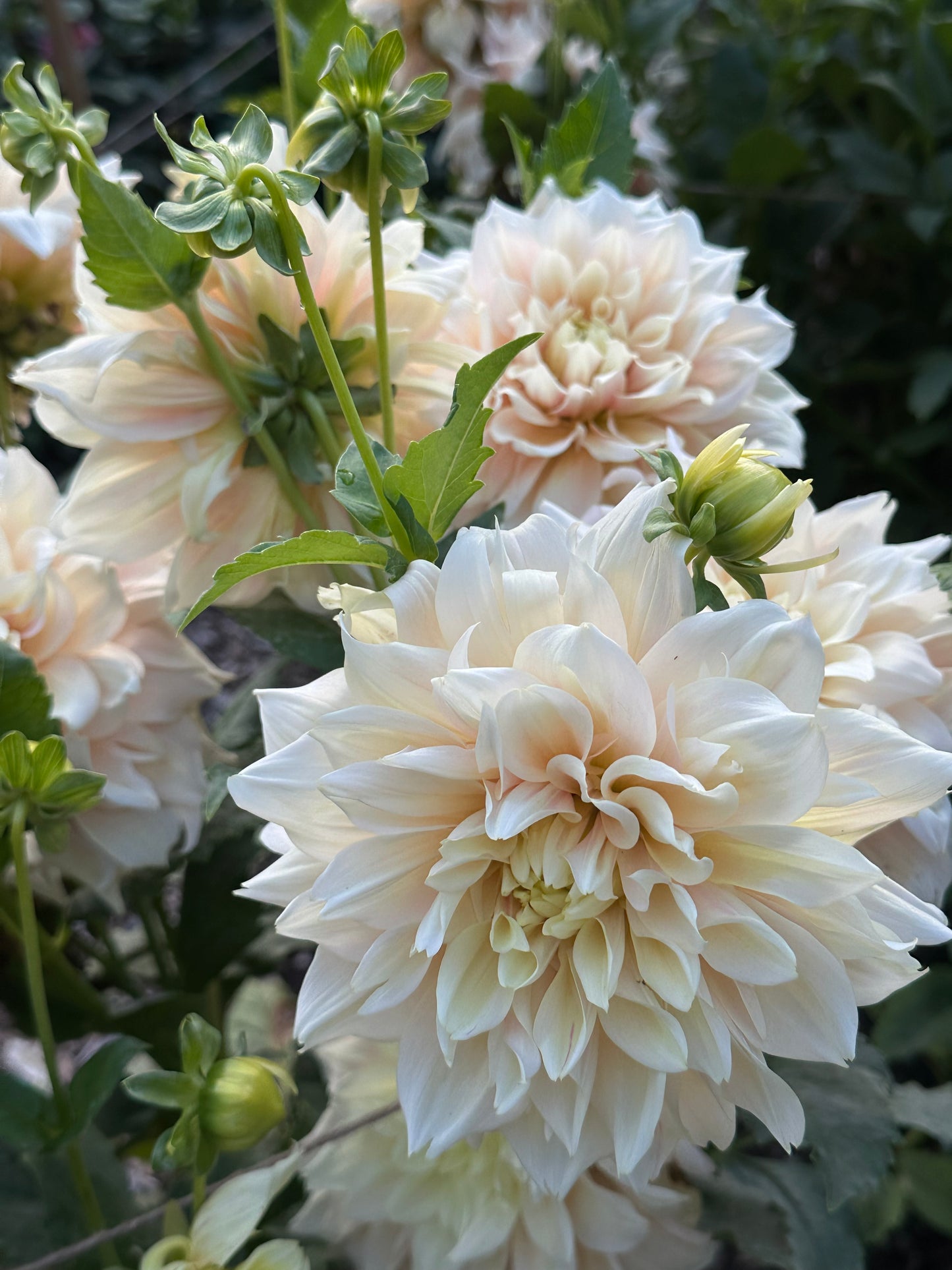 Breakout Dahlia Tuber