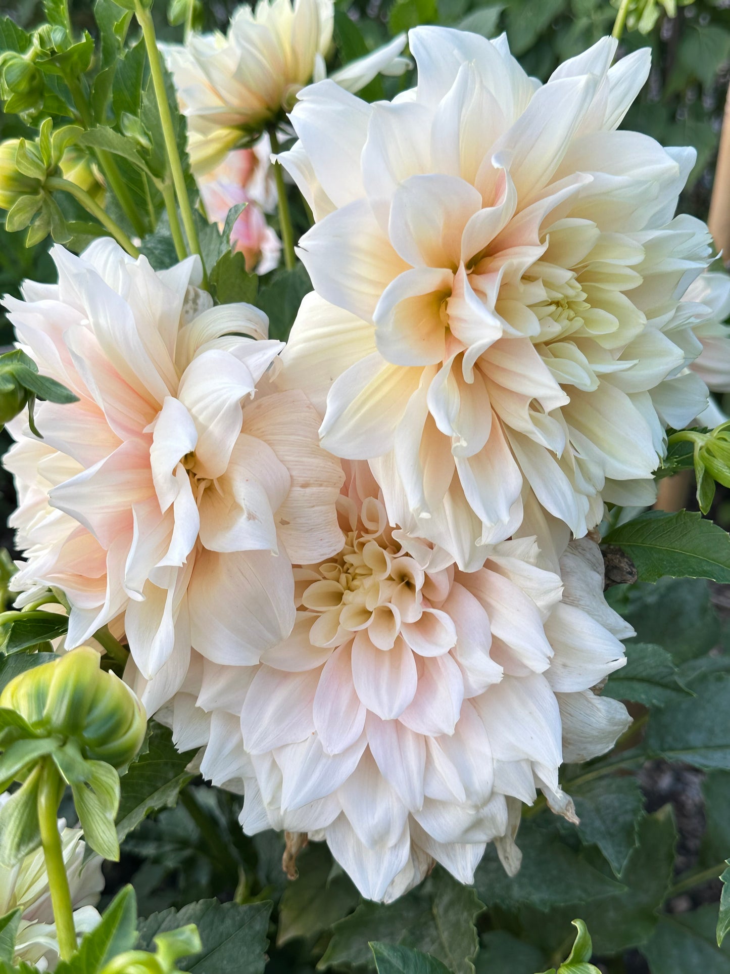 Breakout Dahlia Tuber