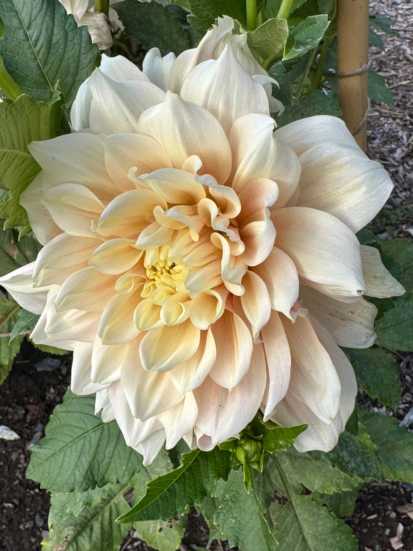 Breakout Dahlia Tuber