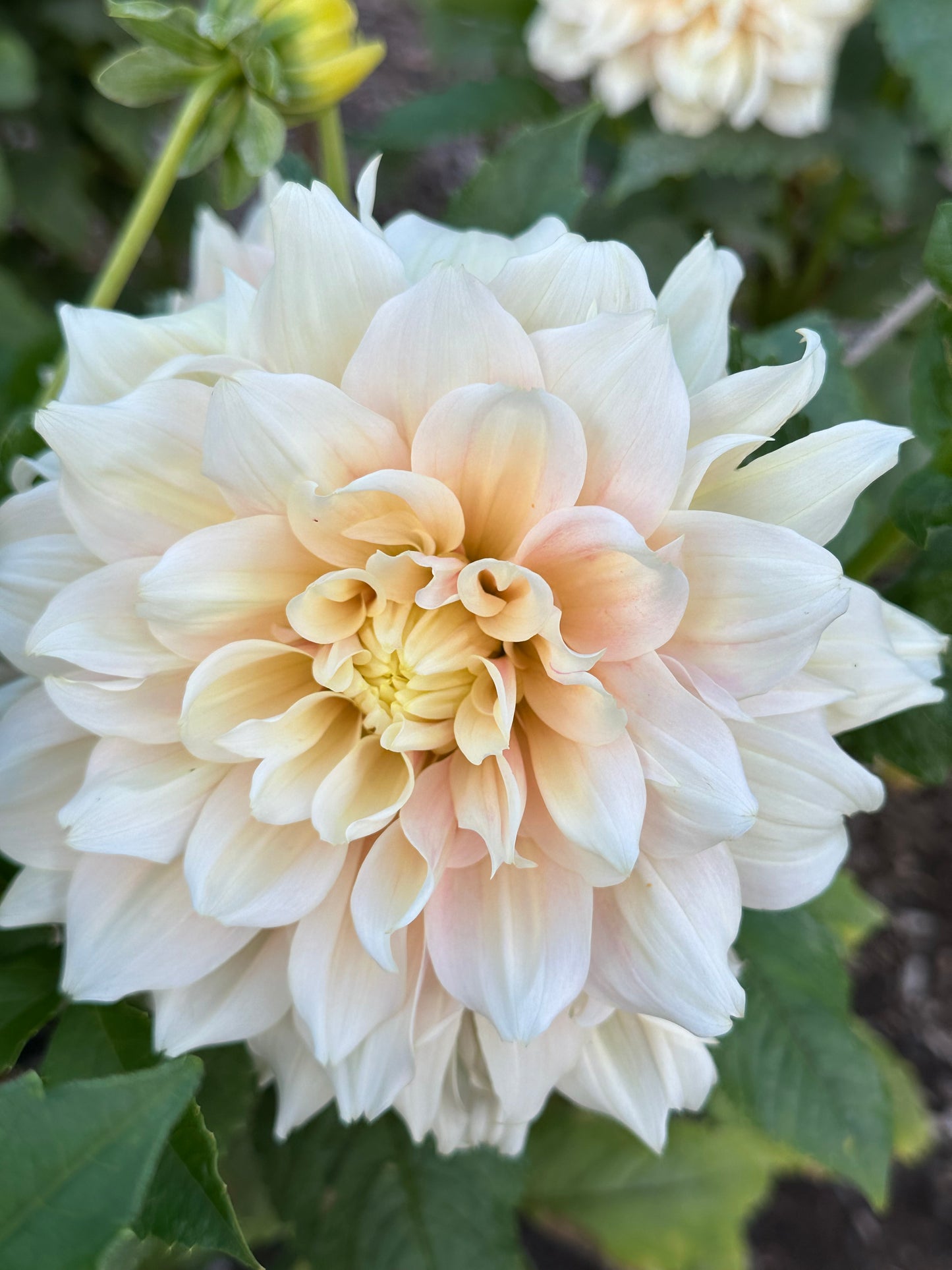 Breakout Dahlia Tuber
