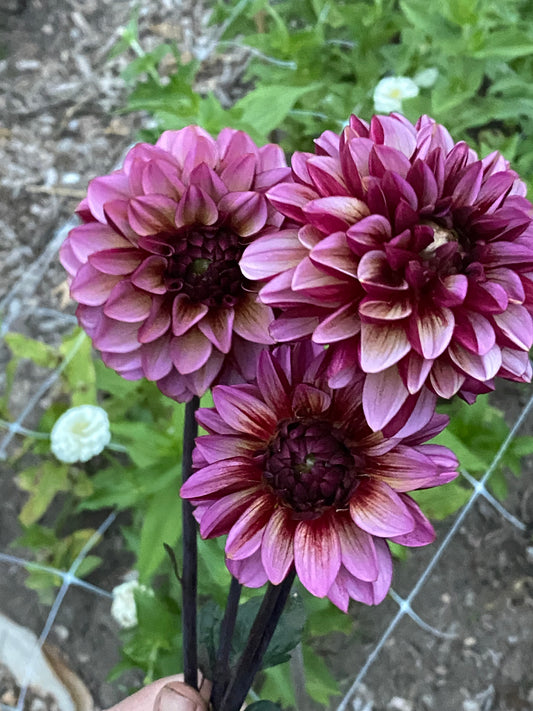 Senior’s Hope Dahlia Tuber