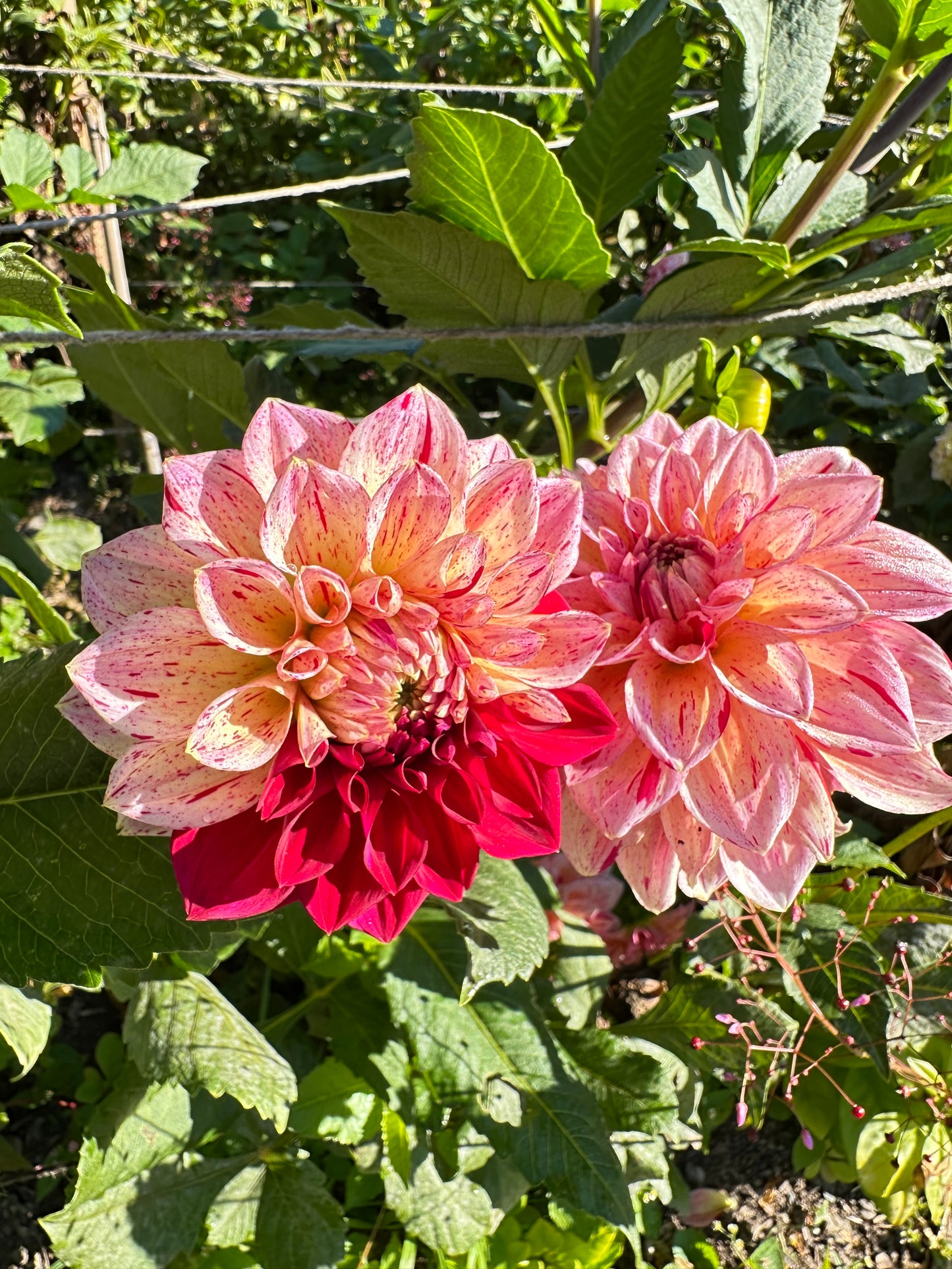 Carmen Fiesta Dahlia Tuber