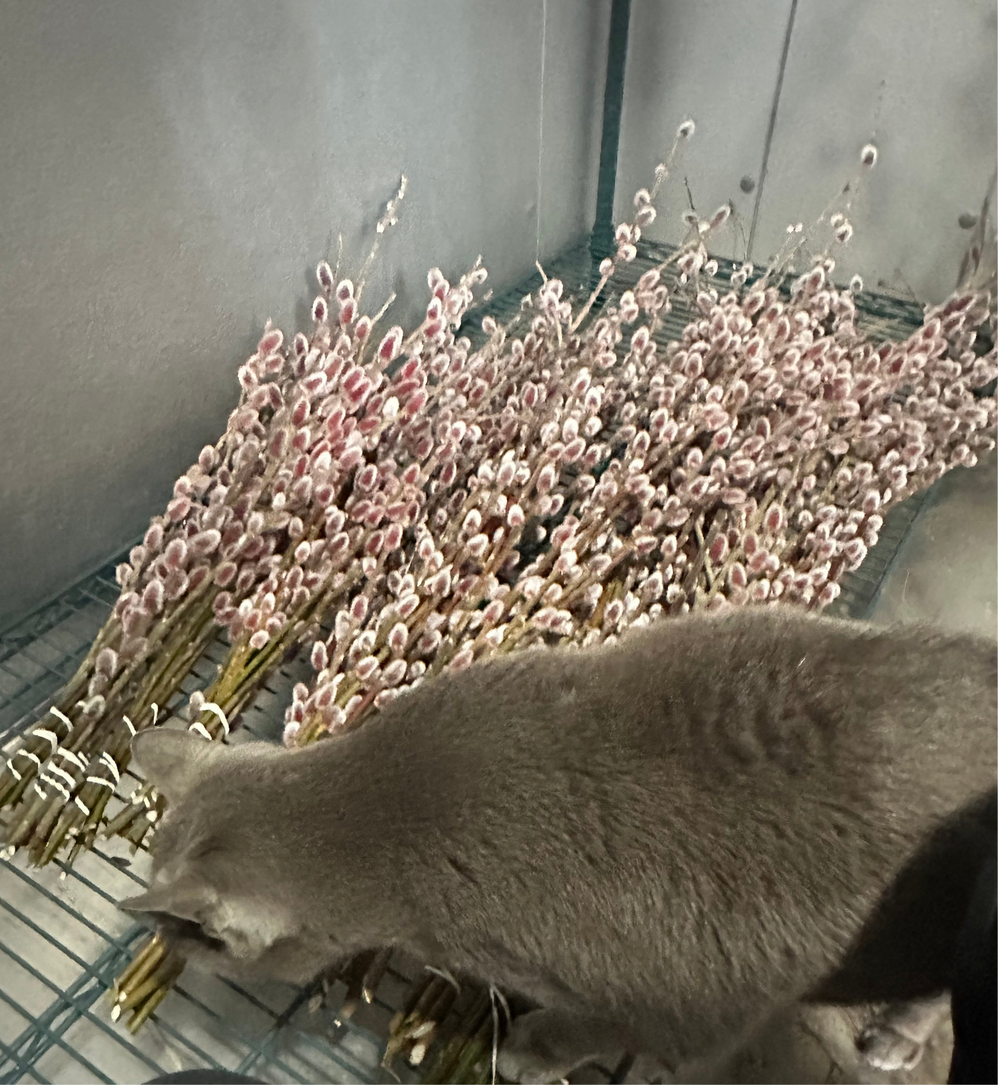 Pink Pussy Willow, unrooted cuttings (10 cuttings), Salix gracilistyla ‘Mt. Aso’