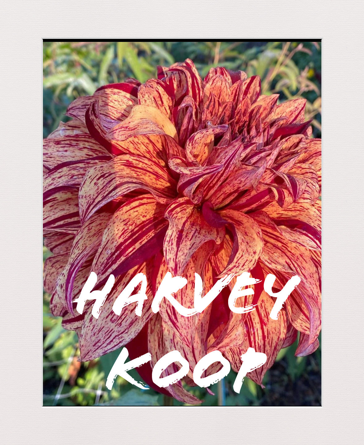 Harvey Koop Dahlia Tuber