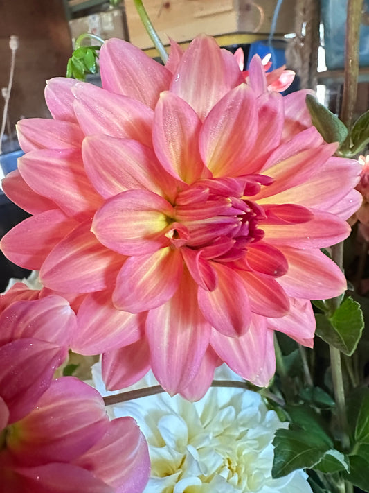 Connecticut Coral Dahlia Tuber
