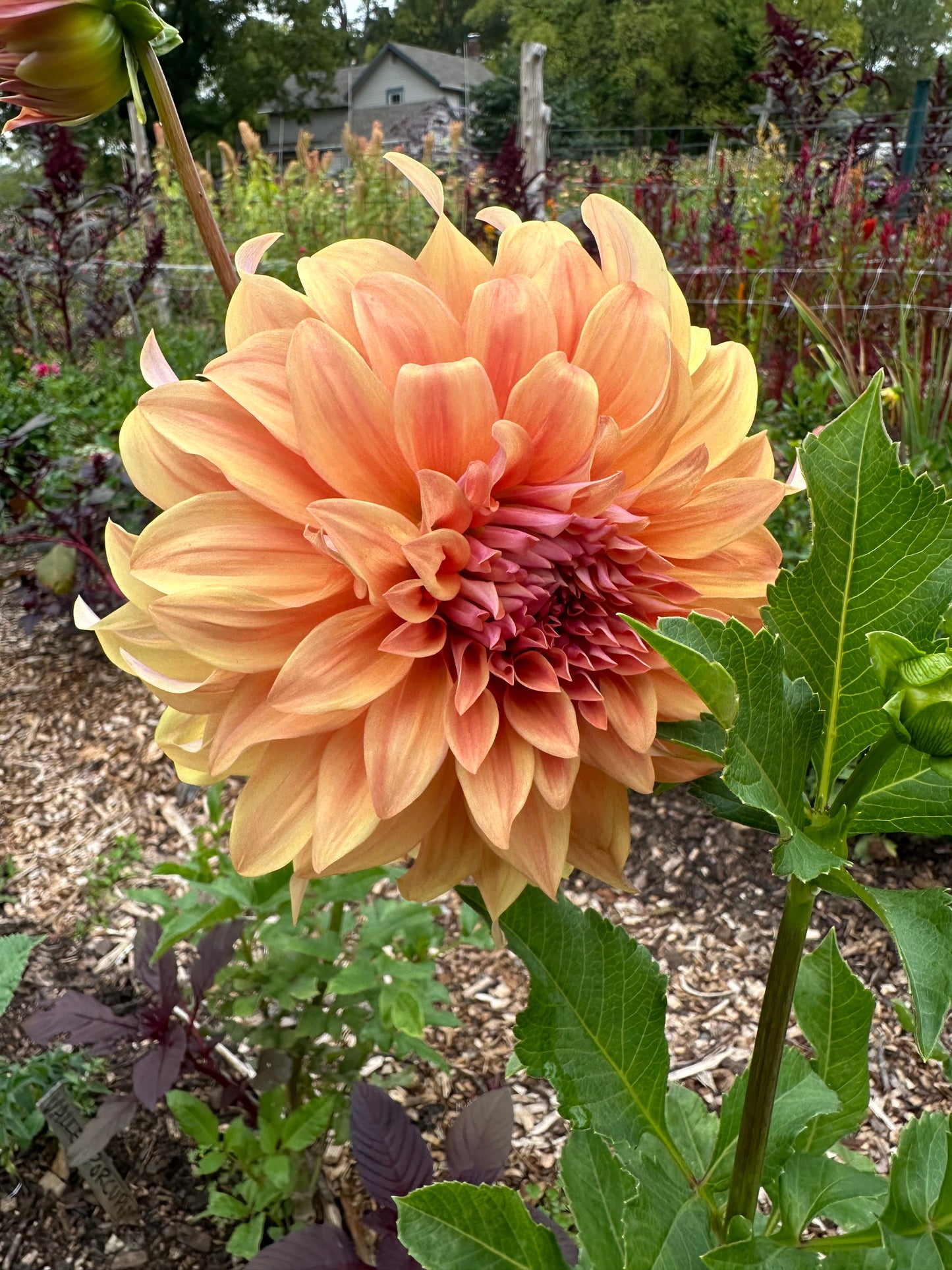 Hercules Dahlia tuber