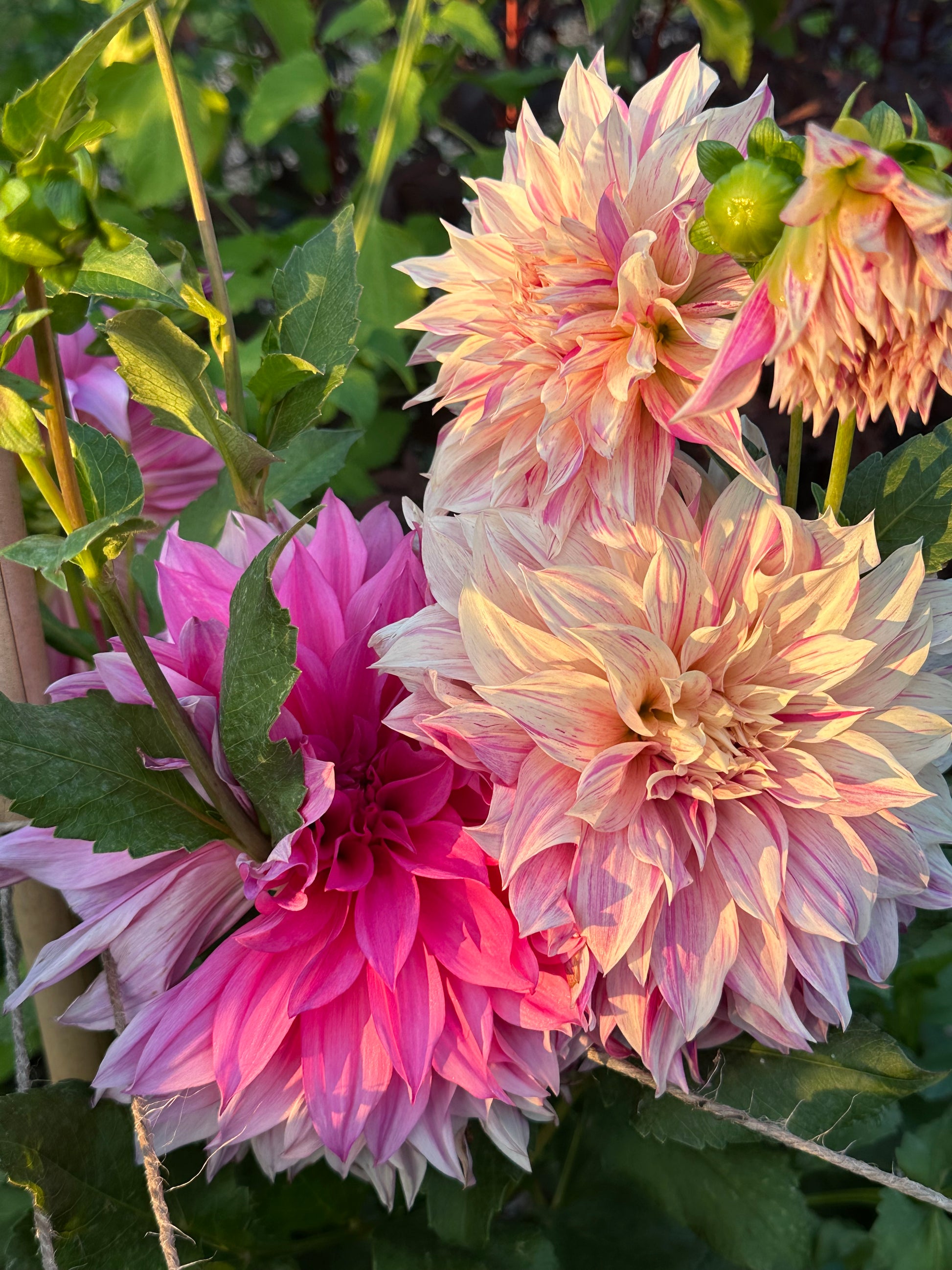 Close-up of pink and creamy white dahlias with pink variegation in  golden sunlight with green leaves.