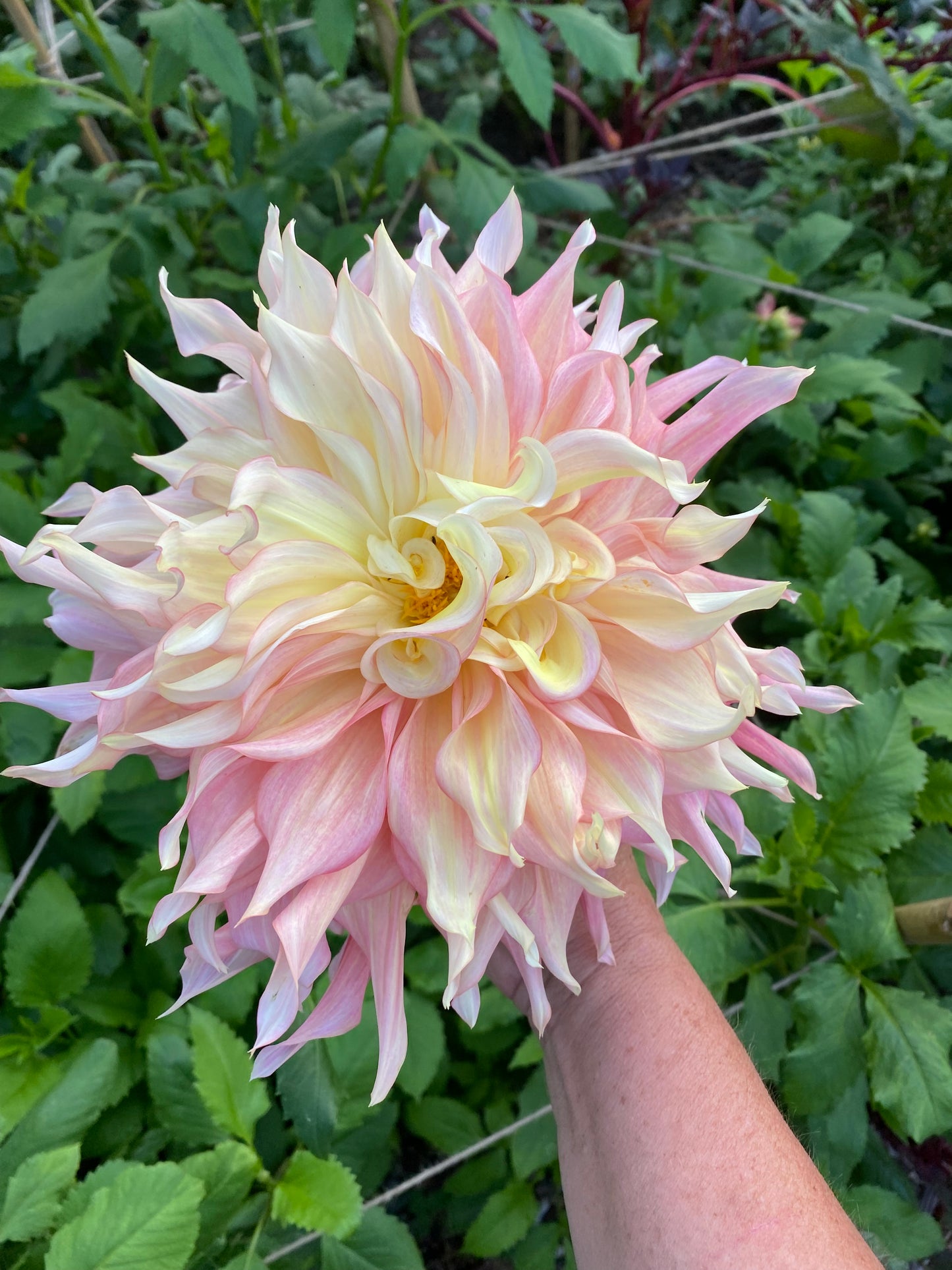 Penhill Watermelon Dahlia Tuber