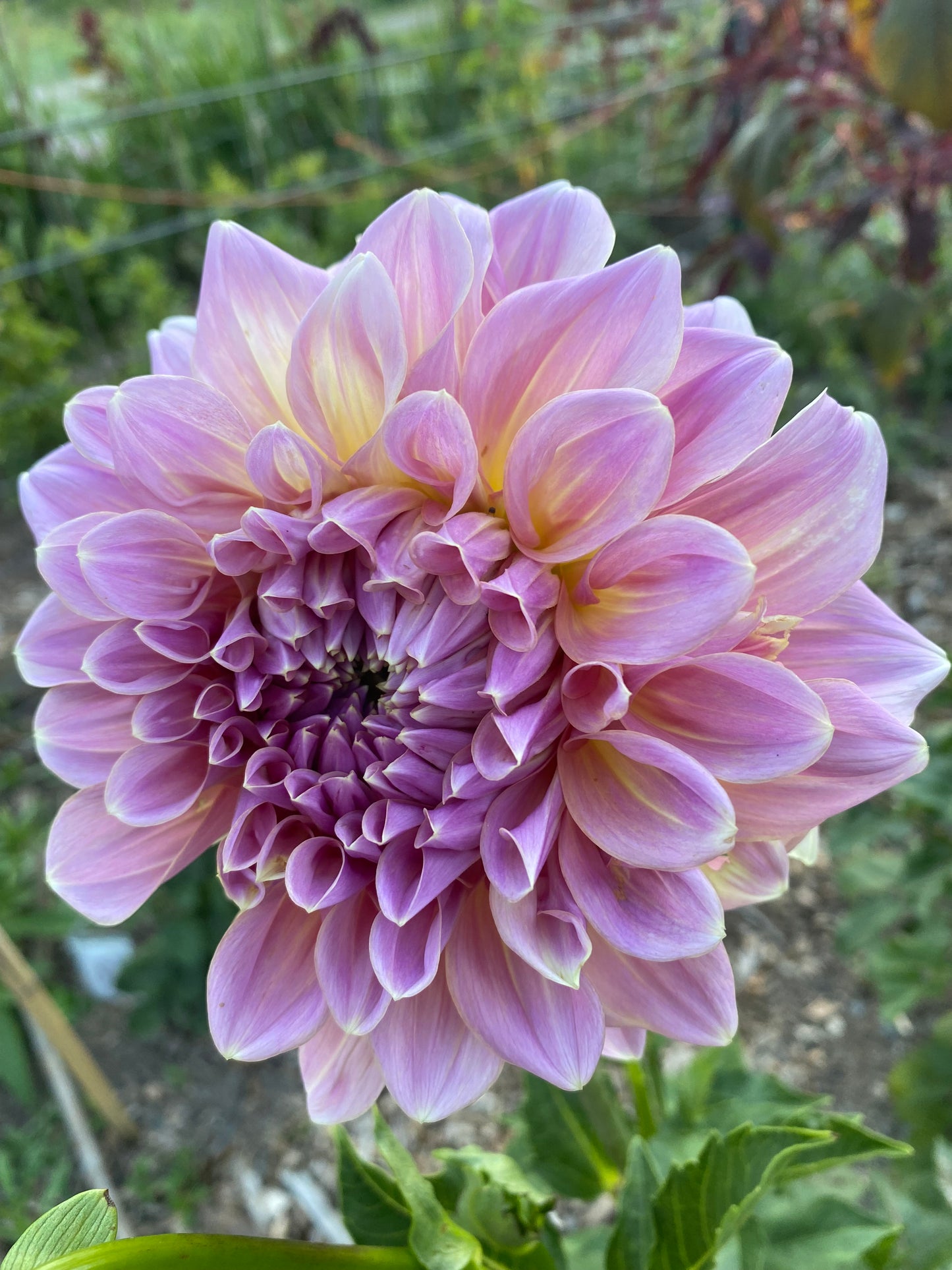 Strawberry Ice Dahlia Tuber