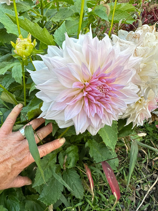 Shiloh Noelle Dahlia Tuber