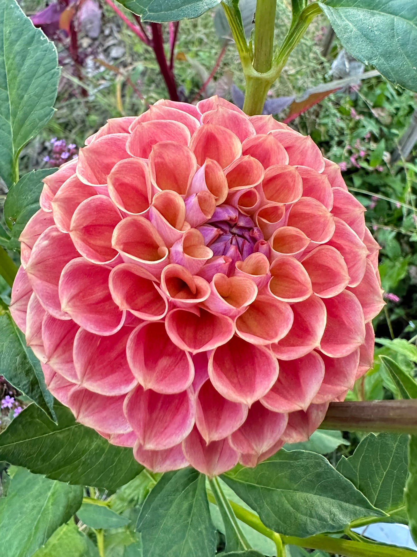 CT Babycakes Dahlia Tuber