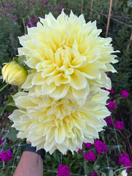 Kelvin Floodlight Dahlia Tuber