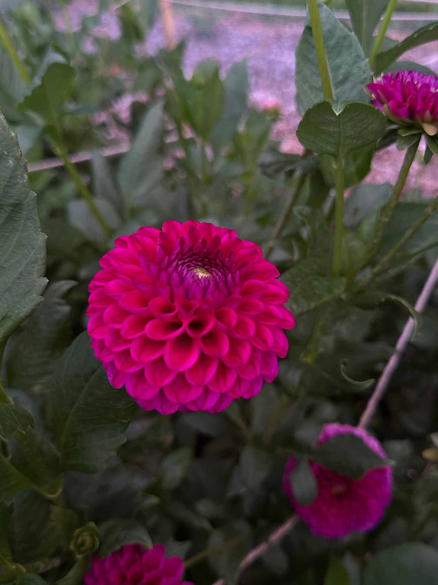 Close-up of a vibrant magenta flower with green leaves in the background