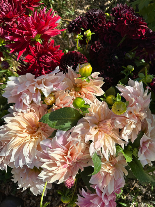 Cafe au Lait Dahlia Tuber (10 Pack)