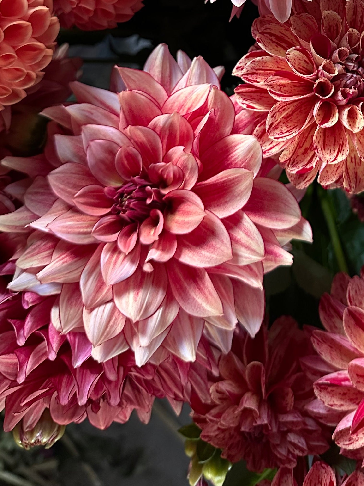 Close-up of muted orange and red dahlias with a blurred background
