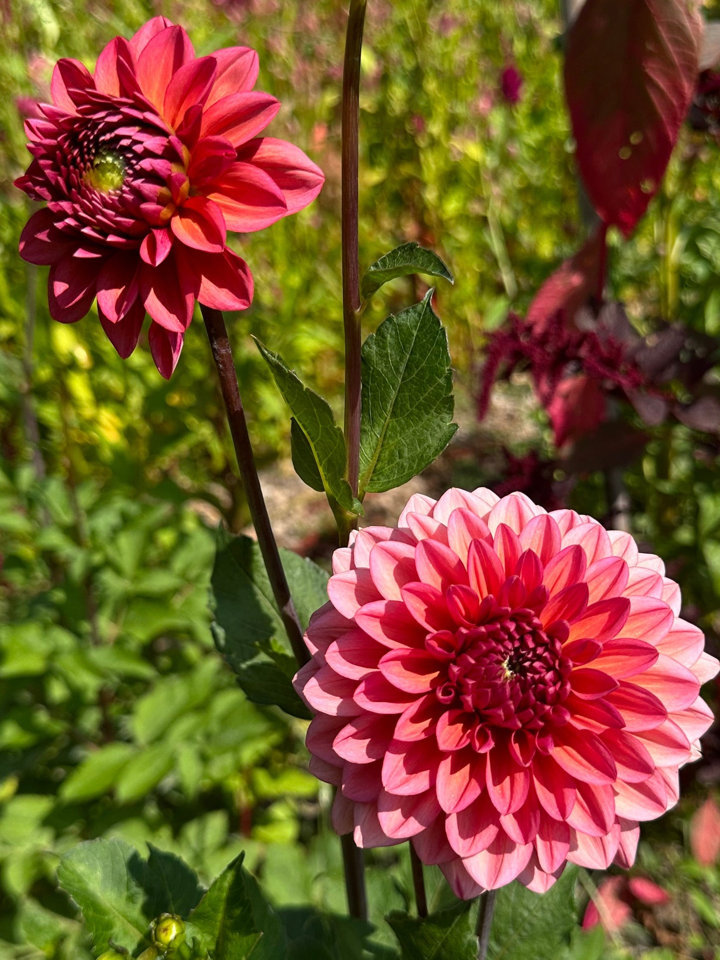 Salmon Runner Dahlia Tuber