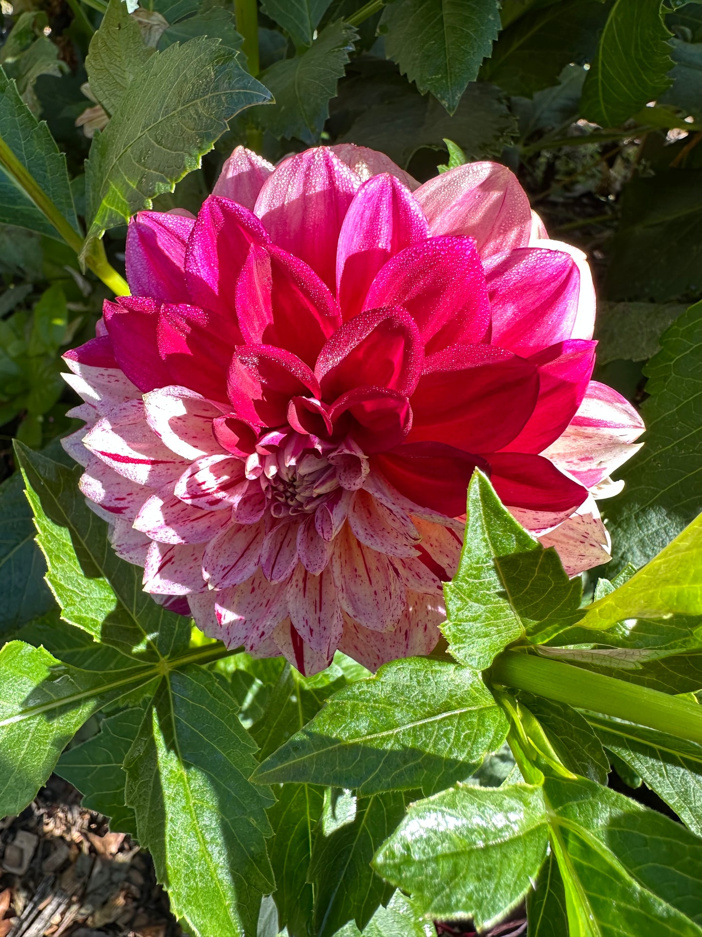 Carmen Fiesta Dahlia Tuber