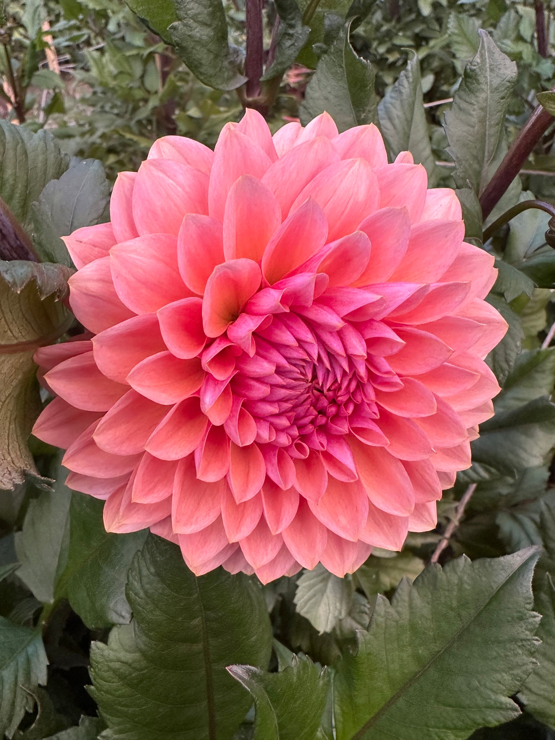 Close-up of a peachy-pink flower with green leaves in the background