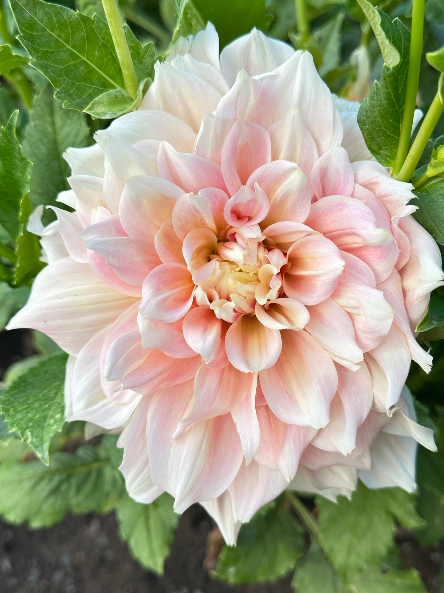 Breakout Dahlia Tuber