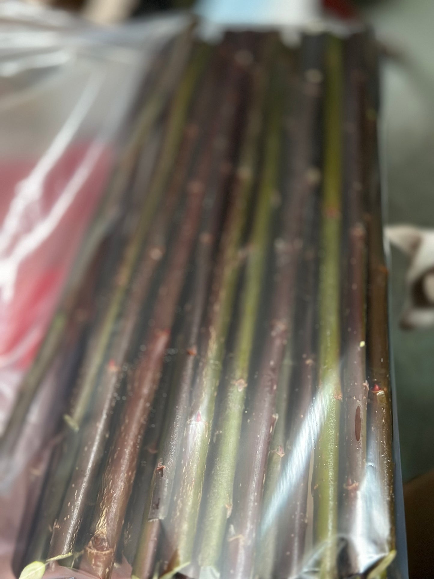 Unrooted Dappled Willow Cuttings, salix integra ‘Hakuro Nishiki’ 10 Cuttings