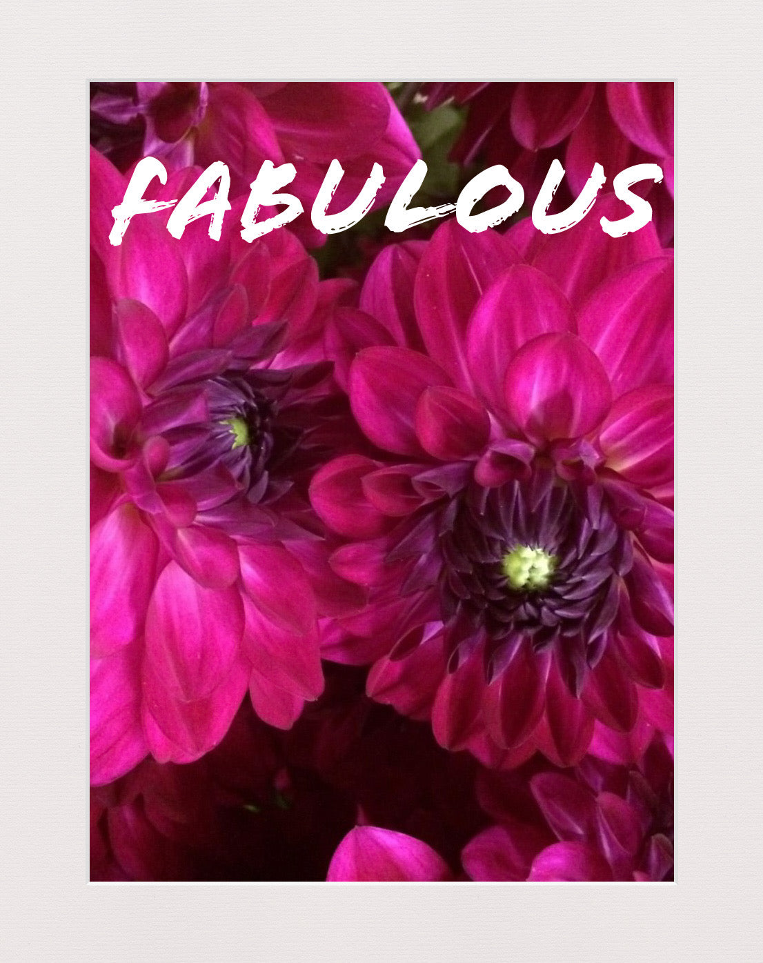 Fabulous Dahlia Tuber
